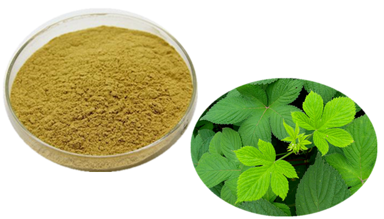 絞股藍(lán)提取物 六盤韻 食品級原料品牌:六盤韻寶雞六盤韻生物科技有限