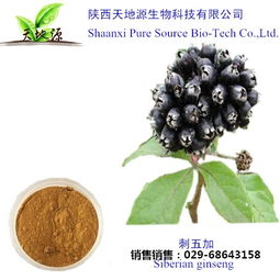 刺五加提取物 優(yōu)質刺五加提取物 天地源生物科技