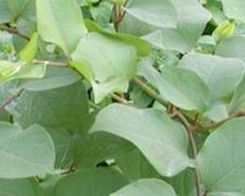 植物提取物批發(fā) 可靠的植物提取物廠家貨源 供應信息