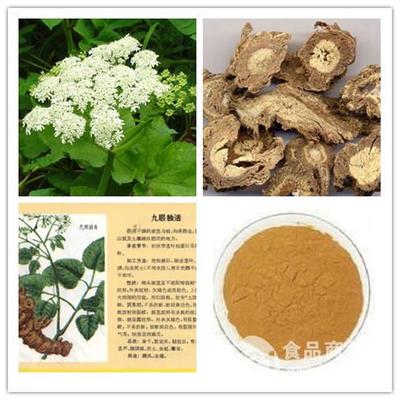 獨(dú)活提取物在寧夏地區(qū)的發(fā)展與應(yīng)用